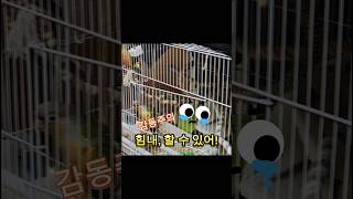 감동주의! 아빠앵무새의 격려를 받은 꿈럭이네 셋째,  …