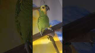 앵무새가 말을해요