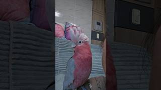 승덕이의 평범한 일상 조각모음 #갈라코카투 #앵무새