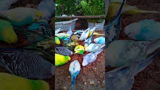 This Amazon bird toy is SO COOL#birds#parrot #birdslover #budgis #lovebirds #budgiegar #cute #health