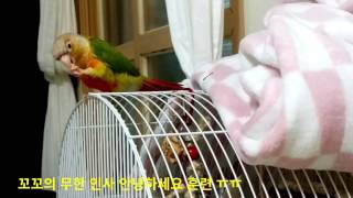 새초롬샵TV 앵무새 코뉴어 말하기 연습