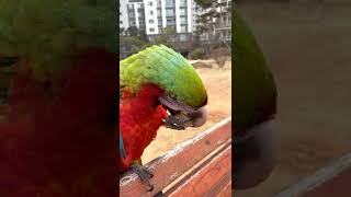 할리퀸마카우 우카 호두 먹방