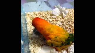 썬코뉴어가 파인애플코뉴어 새끼 키웁니다  Sun Conure