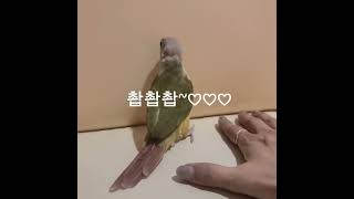 코뉴어앵무새 친해지기