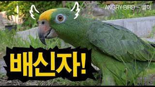 배신자!! 아빠가 널 어떻게 키웠는데?? / 별이 신곡 / 앵무새가 개콘보다 더 웃기다!!  / 사람과 대화 가능앵무새 / ANGRY BIRD