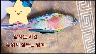 코뉴어 망고ㆍ누리 앵무새 일상