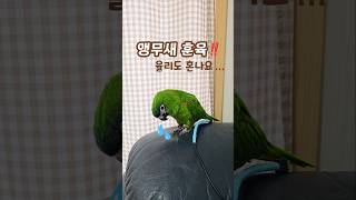 율리♥️사람말 알아듣는 앵무새 #한스마카우