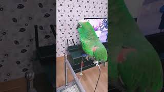 말하는 앵무 #parrot #birds