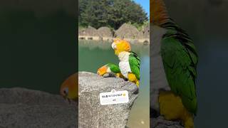 환타삐삐낭만 합격 !!!!#카이큐 #parrot #bi…