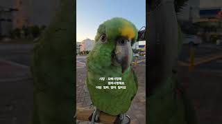 이런 불효앵을 봤나ㅋ 멋이 어쩐다고?! 팔아버리자고? #아랑이 #아마존앵무새  #parrot