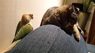 졸고있는 고양이 옆의 코뉴어