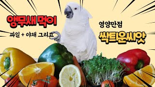 [해외 자료 소개] 앵무새 필수 먹이!! 영양 만점 발아 씨앗 안전하고 건강하게 주는 방법 : 행복하게 키우기