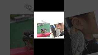 #앵무새랄라#앵무새#앵무#웃긴영상#코뉴어앵무새#코뉴어#…