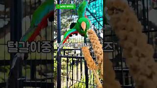 밀렛간식 #앵무새 #뉴기니아#아미#스타즈#밀렛 #간식#귀여운앵무새 #사랑스러운앵무새 #맛있어요 #늘해랑