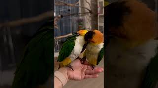 #카이큐 #앵무새#whitebelliedcaique #parrot #birds #cute