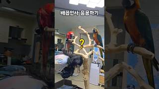 엄마가 자기한테 인사하는걸 본 앵무새가 보여준 행동 #…