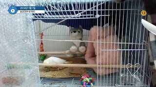 왕관앵무새 해피 Happy의 성장일기