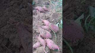 아마존C가 먹을 고구마와 오이 입니다