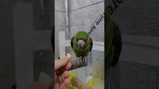 청모자 아마존과 동거하는 손을 피하는 쟈딘앵무 핸들링 위탁 4일차