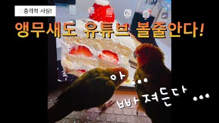 앵무새는 지지않는다! #앵무새 #썬코뉴어