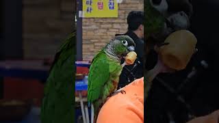 식탐앵무ㅋㅋ #코뉴어#앵무새#앵무