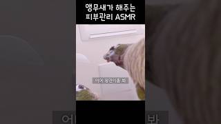 앵무새 키위가 해주는 시청자 에스테틱 asmr #앵무새