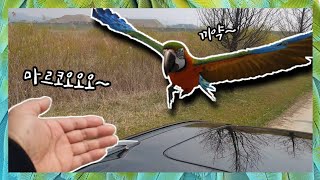 이게 된다고? 앵무새와의 교감이 이런것인가? 마르코와 …