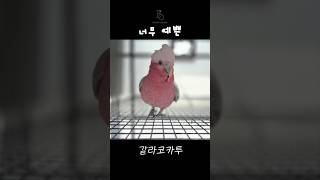 ✨ 브퀄의 갈라코카투 잘 지내고 있습니다!