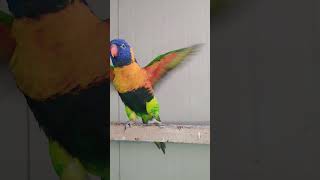 오색 청해. 아마존 .세네갈 앵무들 금일 오후 더 큰 …