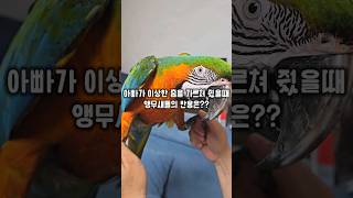 아빠가 이상한 춤을 가르쳐 줬을때 앵무새들의 반응은? #윙스패밀리 #할리퀸마카우마르코 #웃음소리주의