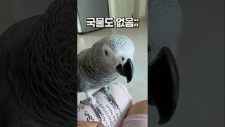 빨리빨리 안 하면 국물도 없는 앵무새 회색앵무 잠바