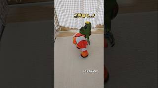 웃참 마로,극대노 #아마존앵무새