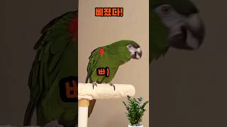 휘닥~~삐졌다! #말하는앵무새 #한스마카우 #shorts
