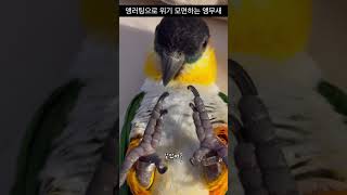 앵러팅으로 위기 모면하는 앵무새#parrot #앵무새#…