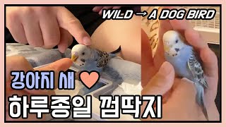 애완동물 집사의 하루 삶 VLOG. 강아지새 집사의 하…