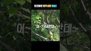 앵무새 통역사 시험