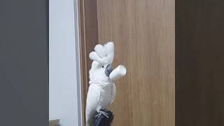 cockatoo parrot 태식이 umbrellacockatoo 코카투 앵무새