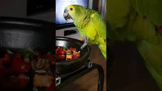 앵무새 먹방