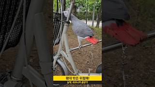 회색앵무 '날개' 횃대를 찾아서~#회색앵무 #피크니카 …