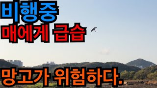 망고 훈련중 .. 야생매가?