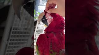 금당이 만지기 간접체험 (홍금강앵무,대형앵무새)