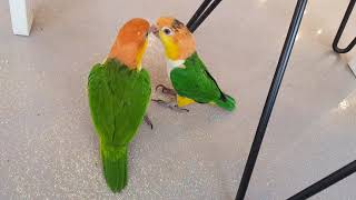 [퐁양퐁양TV] 앵무새 계의 비글이라는 완죤 개구쟁이 노란머리 카이큐 레슬링?! #노란머리카이큐 #카이큐 #Yellow-Headed Caique Wrestling #Caique