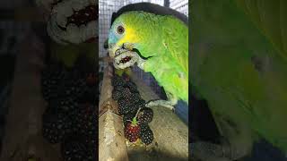 아마존C 앵무새