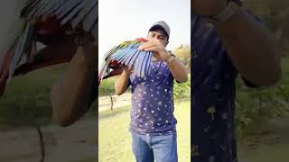 Green Winged Macaw #macaw #exo…