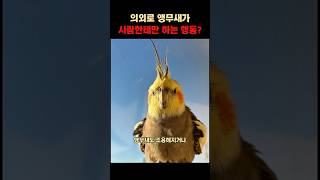 의외로 앵무새가 사람한테만 하는 행동?