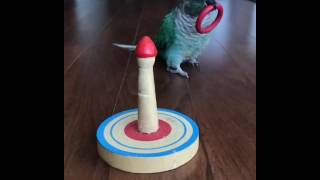 앵무새훈련 - 링걸기훈련 conure training