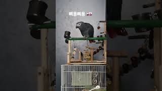 기분좋아서 난리난 앵무새 #parrot #앵무새 #birds #greyparrots #cute #회색앵무 #pets #반려동물 #animals #동물