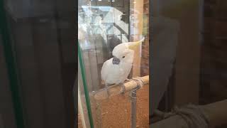 폴리 안녕(코카투)