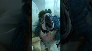 청금강코코 입양 영상 #청금강 #청금강앵무새 #아기앵무새 #코코
