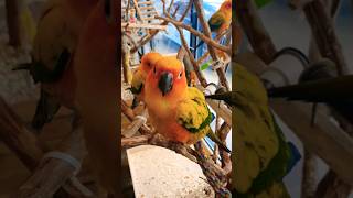 썬코뉴어 ❤️‍ 친구들아 모여라 춤 추자~(feat.소…